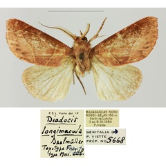 /filer/webapps/moths/media/images/L/longimacula_Diadocis_AM_MNHN.jpg