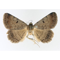/filer/webapps/moths/media/images/R/rufirena_Plecoptera_AM_TMSA_02.jpg