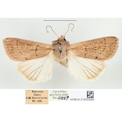 /filer/webapps/moths/media/images/U/usta_Leucania_STM_BMNH.jpg
