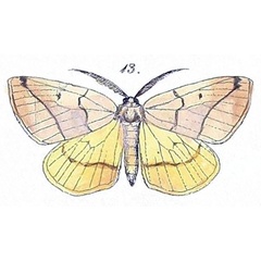 /filer/webapps/moths/media/images/T/terinata_Itame_HT_Felder_1875_129-13.jpg