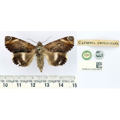 /filer/webapps/moths/media/images/A/amplificans_Catephia_HT_BMNH.jpg
