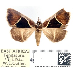 /filer/webapps/moths/media/images/P/pentagonalis_Parafodina_AM_BMNH_02.jpg