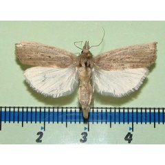 /filer/webapps/moths/media/images/P/paludella_Calamotropha_A_Goffa_01.jpg
