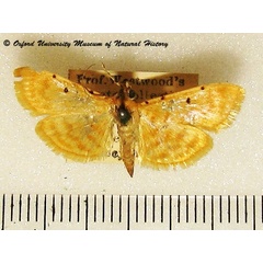 /filer/webapps/moths/media/images/O/obrinusalis_Notarcha_A_OUMNHa02.jpg