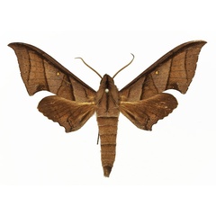 /filer/webapps/moths/media/images/T/thyongae_Polyptychus_AM_Basquin_01.jpg