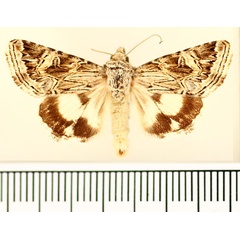 /filer/webapps/moths/media/images/D/distincta_Armada_AM_BMNH.jpg