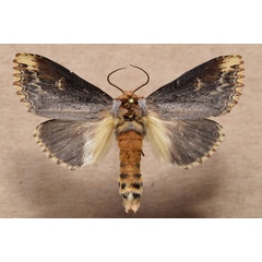 /filer/webapps/moths/media/images/L/lydenburgi_Phalera_A_Butler.jpg