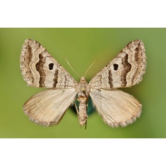 /filer/webapps/moths/media/images/M/megalaria_Pseudolarentia_A_Butler.jpg