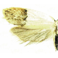 /filer/webapps/moths/media/images/M/malawiensis_Odites_PTF_MGCL.jpg