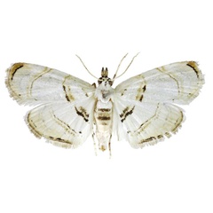 /filer/webapps/moths/media/images/A/apicefulva_Trichophysetis_AF_TMSA.jpg