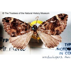 /filer/webapps/moths/media/images/U/unduligera_Cidaria_STM_BMNH.jpg