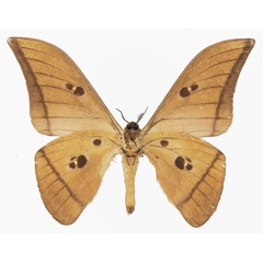 /filer/webapps/moths/media/images/B/basquini_Lobobunaea_AM_Basquinb.jpg