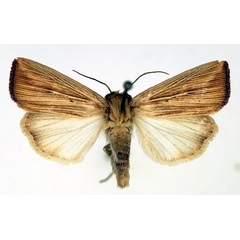 /filer/webapps/moths/media/images/P/pinna_Leucania_AM_Aulombard.jpg