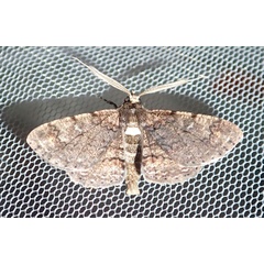 /filer/webapps/moths/media/images/A/acaciaria_Cleora_AM_Bippus_02.jpg