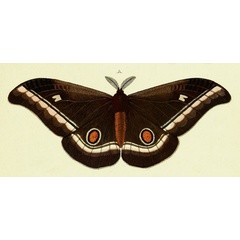 /filer/webapps/moths/media/images/A/alcinoe_Bunaea_Cramer_322_A.jpg