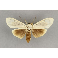 /filer/webapps/moths/media/images/A/androfusca_Amerila_HT_BMNH.jpg