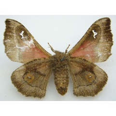 /filer/webapps/moths/media/images/P/pupillata_Ludia_AF_NHMUKb.jpg