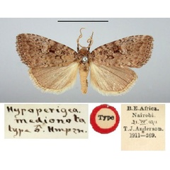 /filer/webapps/moths/media/images/M/medionota_Hypoperigea_HT_BMNH.jpg