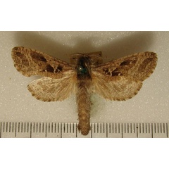 /filer/webapps/moths/media/images/K/kilimanjarensis_Oreocossus_AM_HDOU.jpg