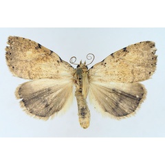 /filer/webapps/moths/media/images/P/patagiata_Geniascota_AM_TMSA_01.jpg