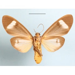 /filer/webapps/moths/media/images/P/phileta_Caryatis_AF_MGCLb_02.jpg