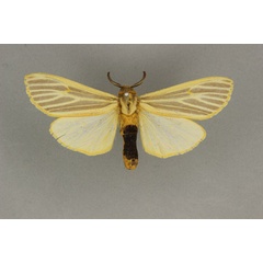 /filer/webapps/moths/media/images/M/melanogastra_Kenyarctia_AM_BMNH.jpg