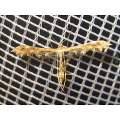 /filer/webapps/moths/media/images/A/anisodactylus_Sphenarches_A_Bippus.jpg