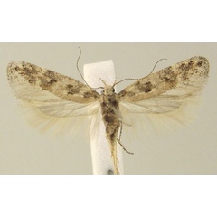 /filer/webapps/moths/media/images/E/etoshensis_Scrobipalpa_HT_KLMK.jpg