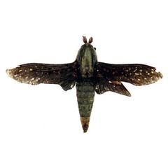 /filer/webapps/moths/media/images/A/auroguttata_Paralophonotus_AM_RMCA.jpg