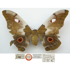 /filer/webapps/moths/media/images/M/macrothyris_Bunaea_HT_NHMUKa.jpg