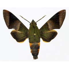 /filer/webapps/moths/media/images/W/westermannii_Atemnora_A_Poirier.jpg
