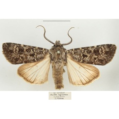 /filer/webapps/moths/media/images/A/alluaudi_Agrotis_AM_BMNH.jpg