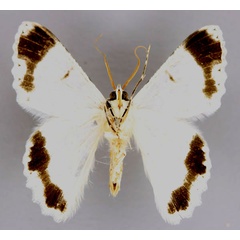 /filer/webapps/moths/media/images/S/signifrontaria_Pingasa_A_ZSM_02.jpg