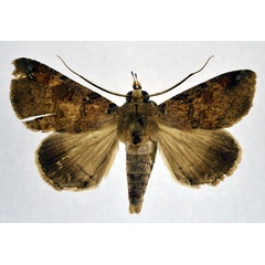 /filer/webapps/moths/media/images/P/pectinicornis_Giria_AM_NHMO.jpg
