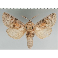 /filer/webapps/moths/media/images/T/terebroides_Brachylia_AM_ZMHB.jpg