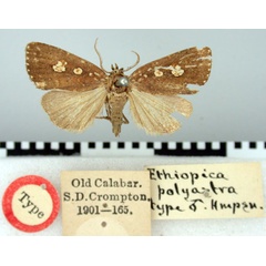 /filer/webapps/moths/media/images/P/polyastra_Ethiopica_HT_BMNH.jpg