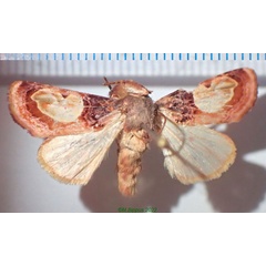 /filer/webapps/moths/media/images/N/notabilis_Syrrusis_A_Bippus.jpg