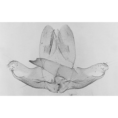 /filer/webapps/moths/media/images/S/stenodactylus_Titanoptilus_GM_MNHN_M30.jpg