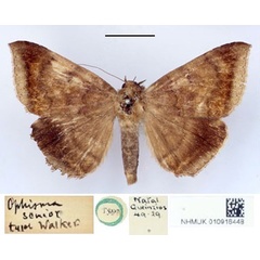 /filer/webapps/moths/media/images/S/senior_Ophisma_HT_BMNH.jpg