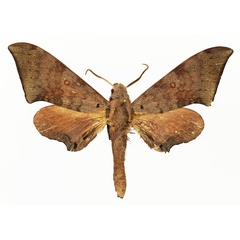 /filer/webapps/moths/media/images/P/prionites_Neopolyptychus_AM_Basquin_02a.jpg