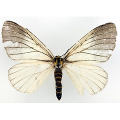 /filer/webapps/moths/media/images/U/uelleburgensis_Phiala_AF_Basquin.jpg