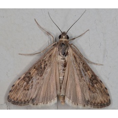 /filer/webapps/moths/media/images/N/noctuella_Nomophila_A_Heynsb.jpg