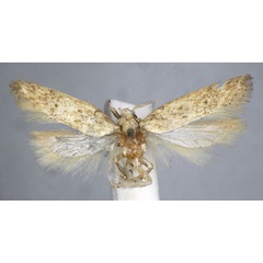 /filer/webapps/moths/media/images/B/blapsigona_Phthorimaea_LT_BMNH.jpg