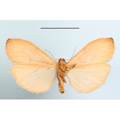 /filer/webapps/moths/media/images/C/costimacula_Ligulosa_AF_MGCLb_02.JPG