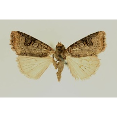/filer/webapps/moths/media/images/D/distalis_Micraxylia_HT_RMCA.jpg