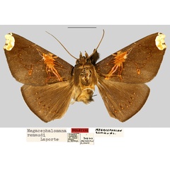 /filer/webapps/moths/media/images/R/remaudi_Megacephalomana_HT_MNHN.jpg