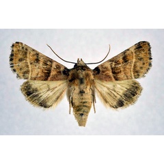 /filer/webapps/moths/media/images/B/bilineata_Engusanacantha_A_NHMO.jpg