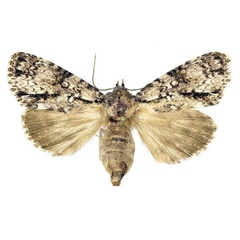 /filer/webapps/moths/media/images/F/forsteri_Megalonycta_AF_Behounek.jpg