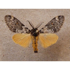 /filer/webapps/moths/media/images/H/hemichrysa_Rhypopteryx_AM_Butler.jpg