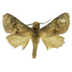/filer/webapps/moths/media/images/S/sulaki_Afroarabiella_HT_MWM.jpg